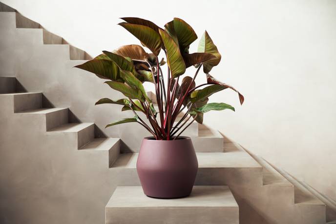 june split low 46cm vintage prugna